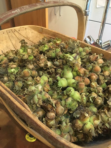 Hazelnut Harvest