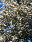 Multi-Floral Manuka Honey